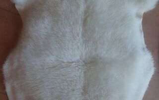 Schaffell weiss 2