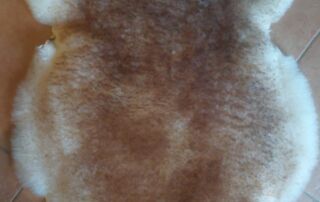 Schaffell weiss braune Spitzen 1