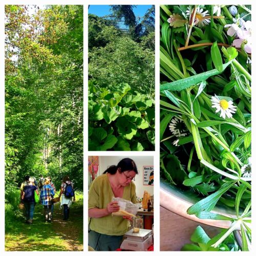 Kräuterkunde Sommer 15.08.26 <br>für Küche und Hausapotheke